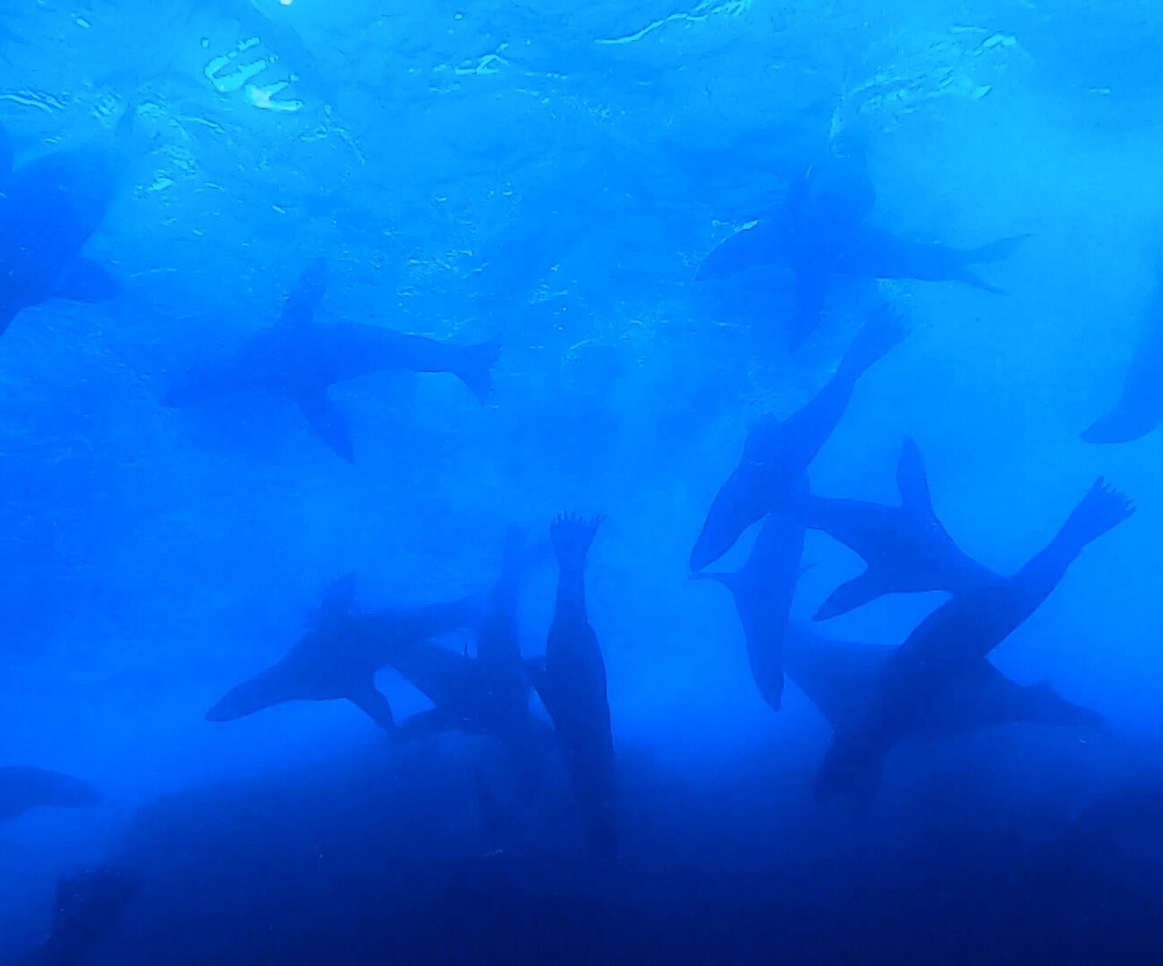 Herd of Seals