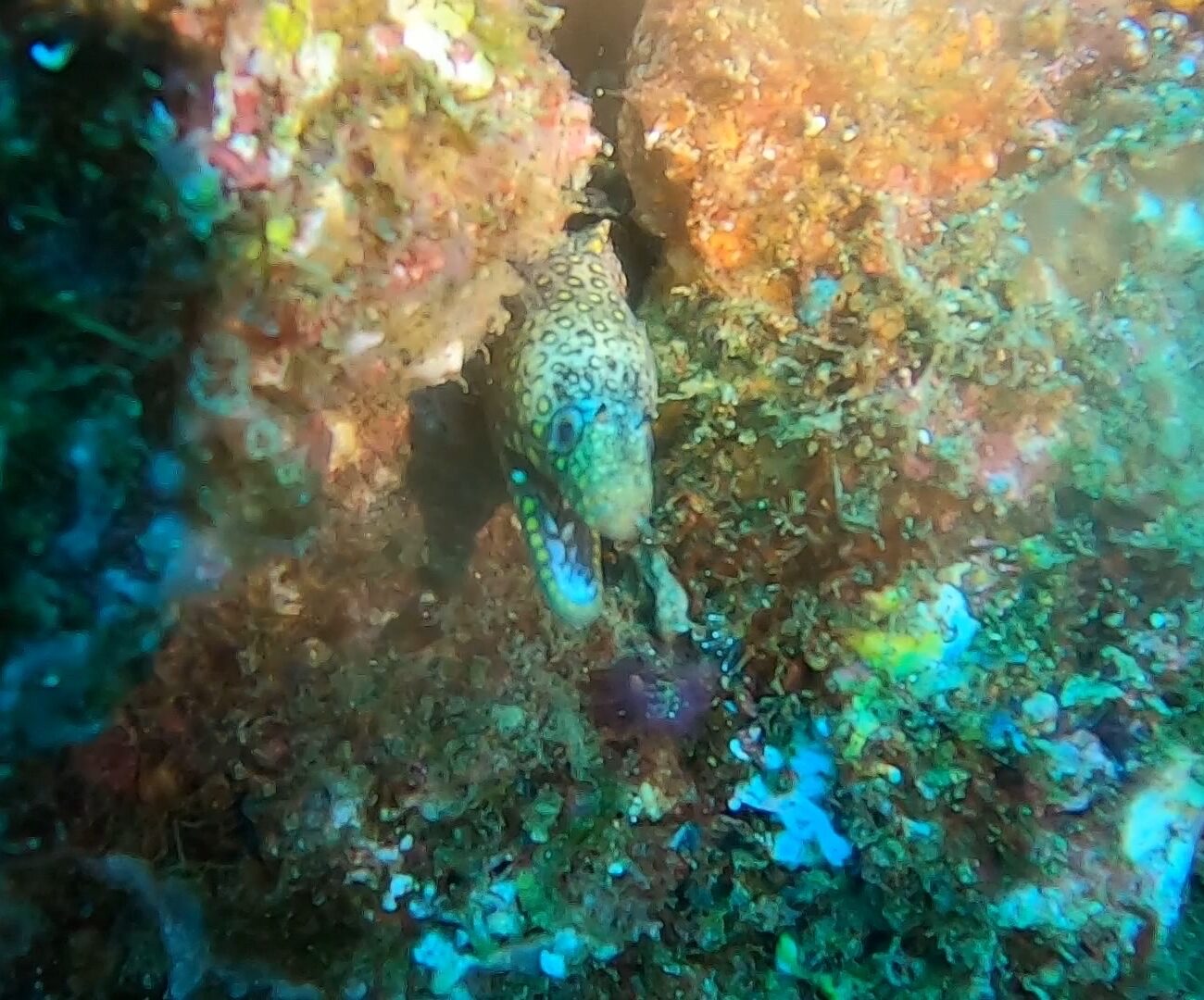 Jewel Moray