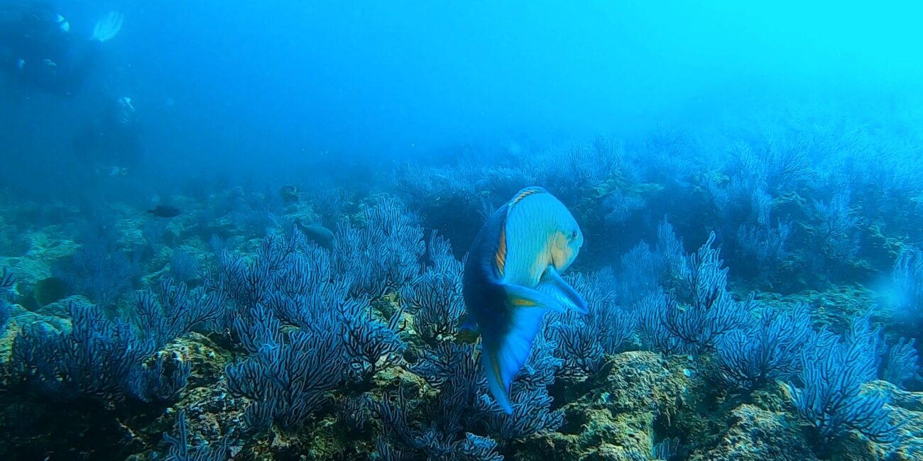 parrotfish