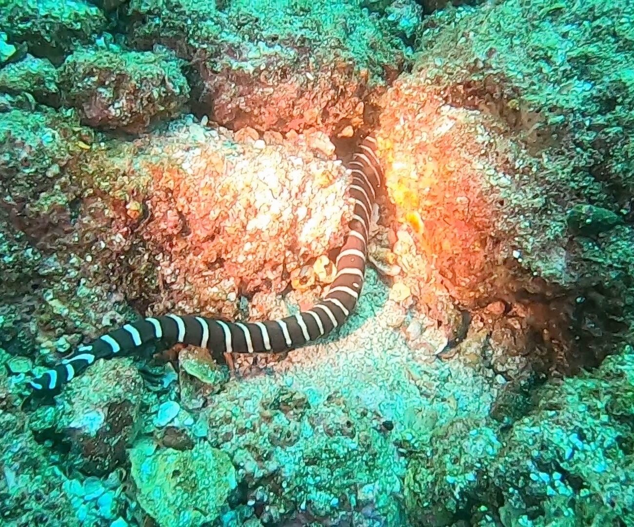 Zebra Eel